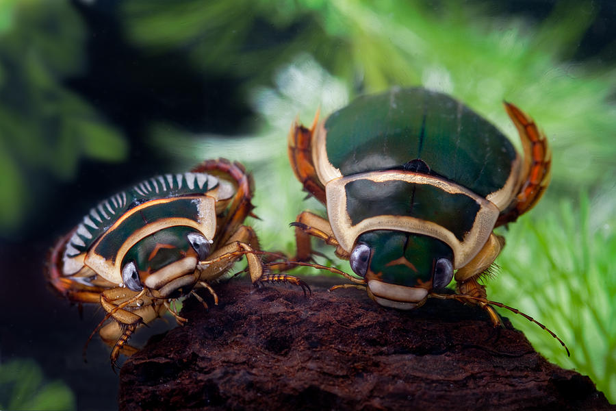 Wildlife Photograph - Diving Beetle #1 by Dirk Ercken
