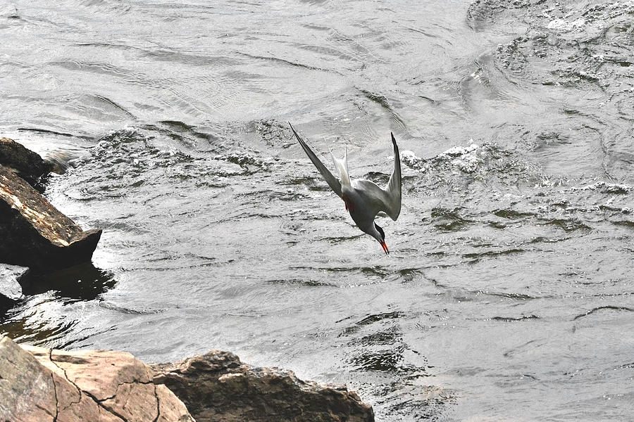 Diving Fishing Common Tern Photograph by Asbed Iskedjian | Fine Art America