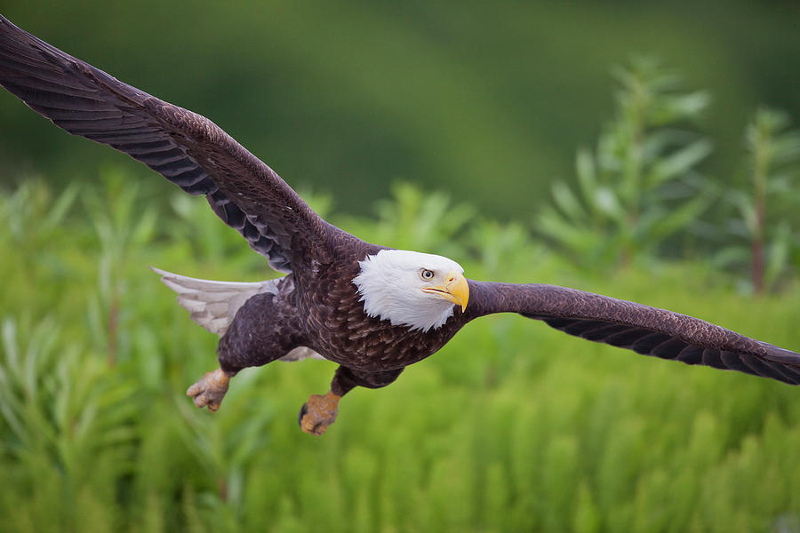 Eagle Photograph - Diving for Dinner #1 by Tim Grams