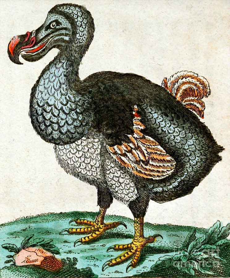 Dodo Bird, Hunted To Extinction #1 Photograph by Biodiversity Heritage Library