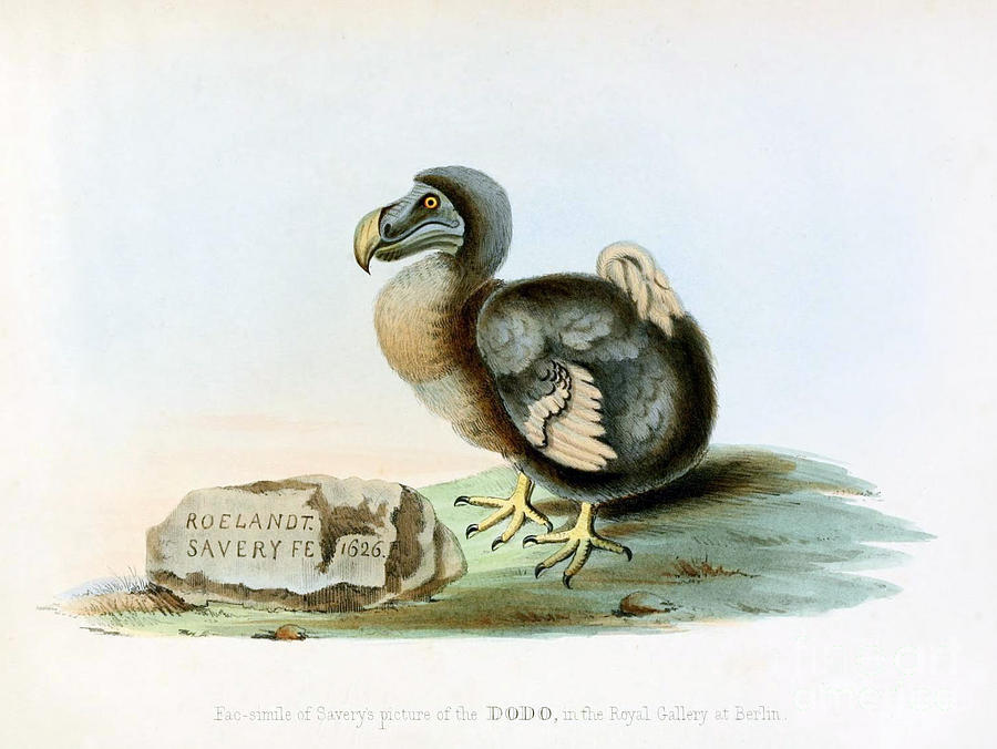 Dodo Bird Raphus Cucullatus, Extinct #1 Photograph by Biodiversity Heritage Library
