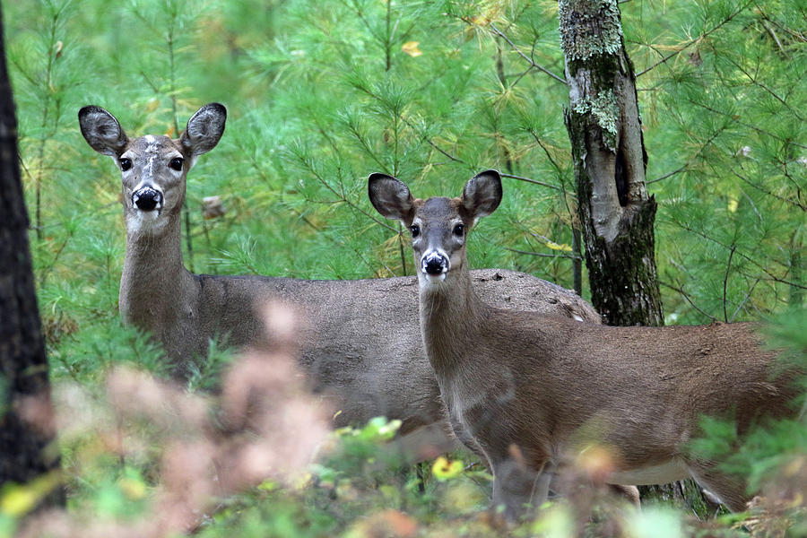 Doe and Fawn #1 Photograph by Brook Burling