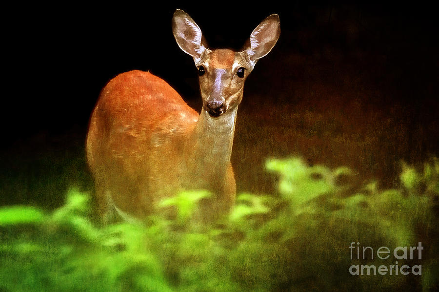 Nature Photograph - Doe Eyes by Lois Bryan