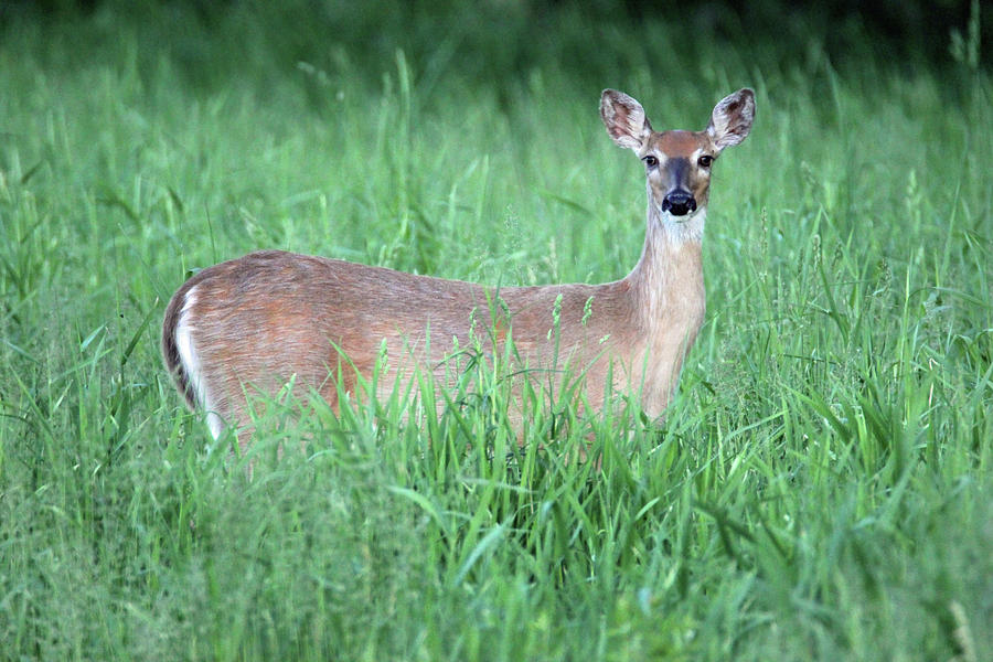 Doe In Grass #1 Photograph by Brook Burling