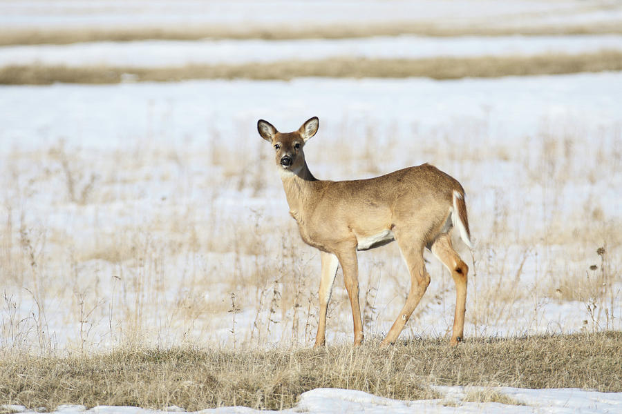 Doe in Snow #1 Photograph by Brook Burling