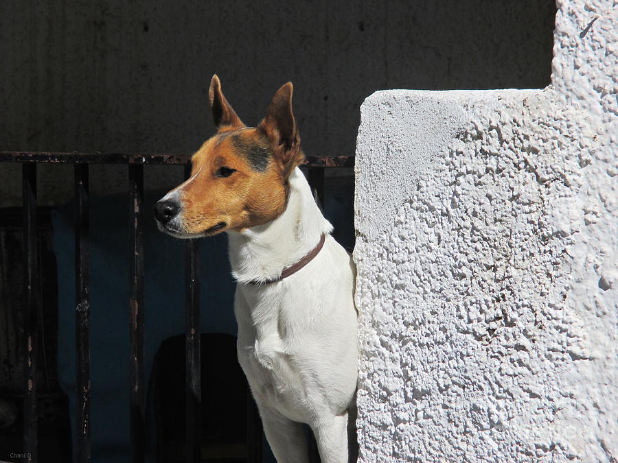 Dog in Pampaneira #2 Photograph by Chani Demuijlder
