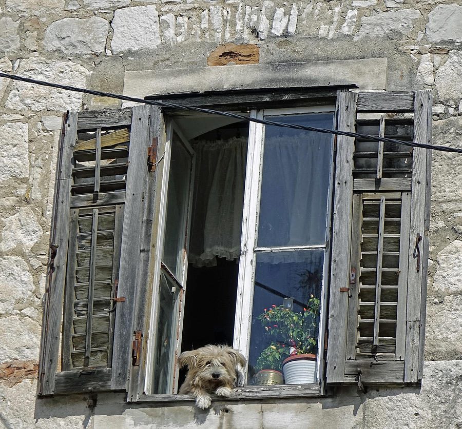 Dog Looking Out Of Open Window In Split Croatia #1 Photograph by Rick Rosenshein