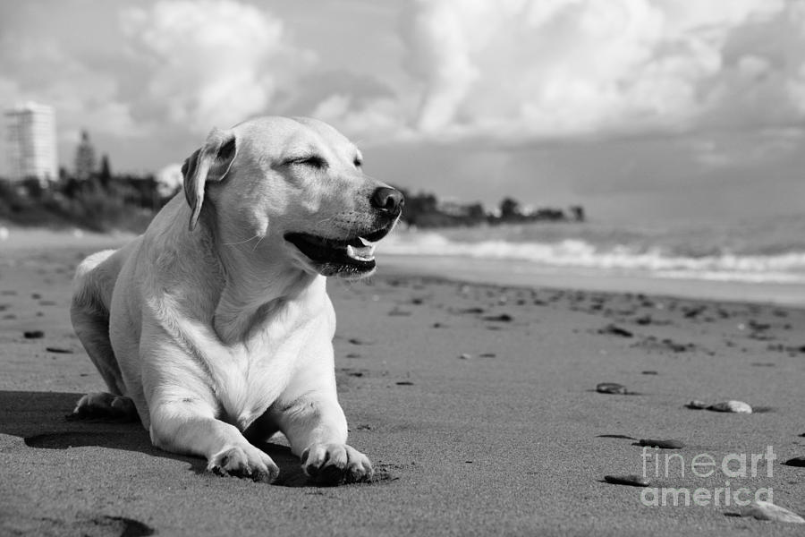 Dog - Monochrome 5 by Jesse Watrous Dog - Monochrome 5 by Jesse Watrous