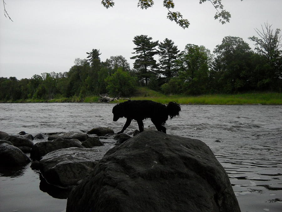Dog on Mississippi river rocks #1 Photograph by Kent Lorentzen