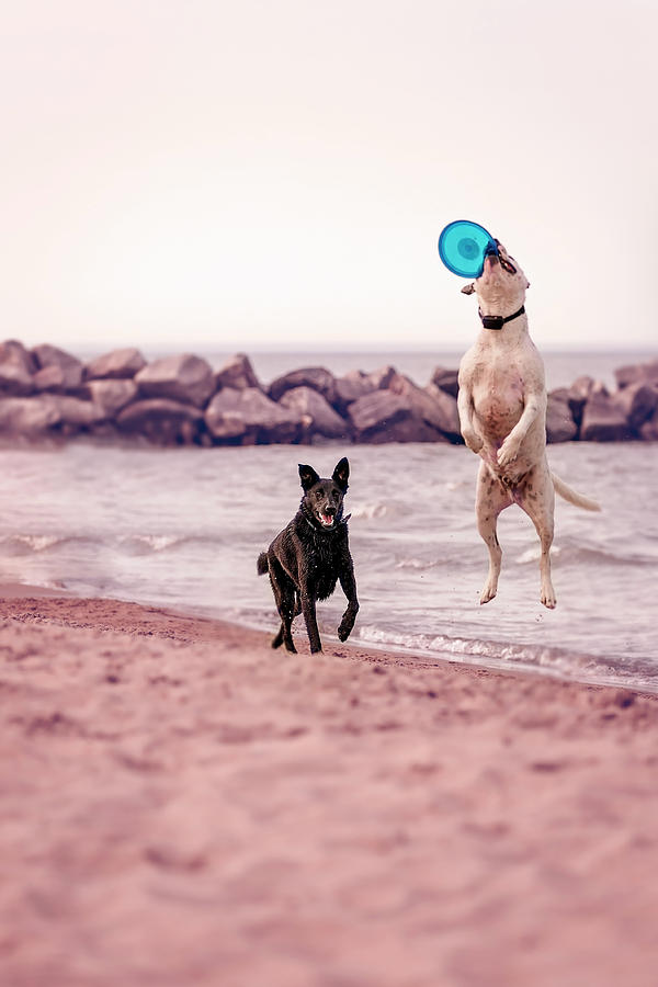 Dog with frisbee #1 Photograph by Peter Lakomy
