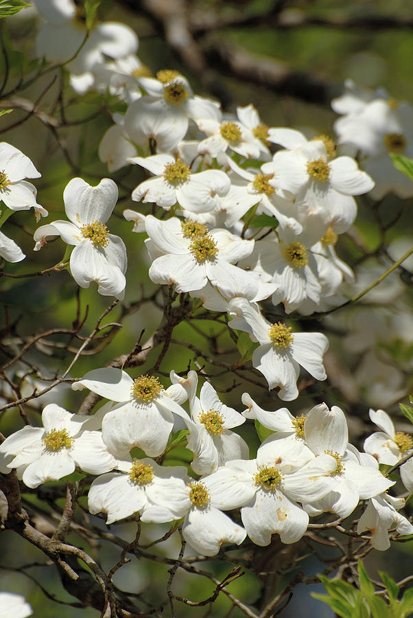 Dog wood blossoms #1 Photograph by David Campione