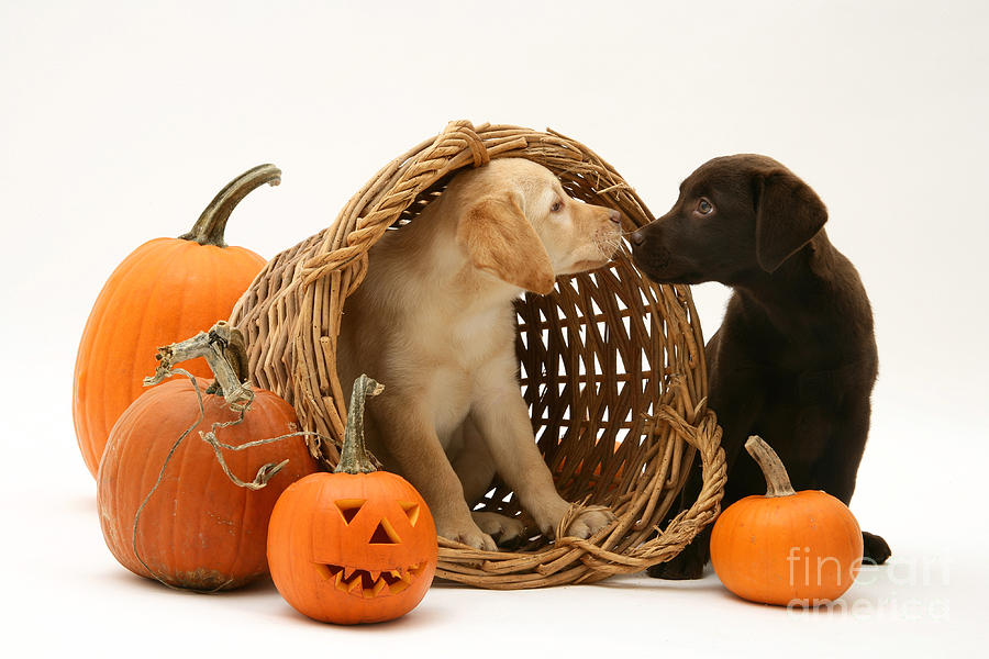 Dogs In Basket With Pumpkins #1 Photograph by Jane Burton