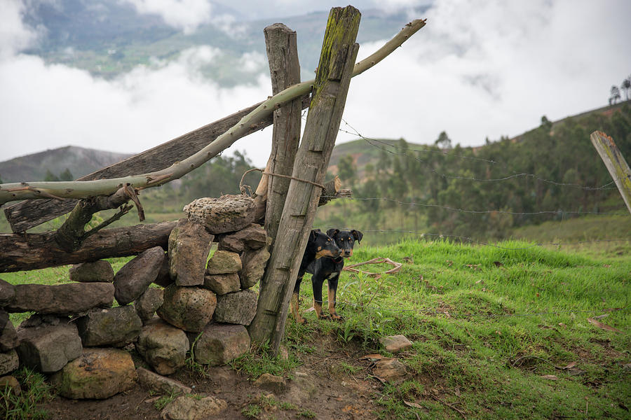 Dogs in Huancas #1 Digital Art by Carol Ailles