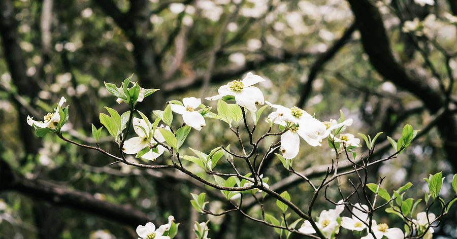 Dogwood 6 #1 Photograph by Andrea Anderegg