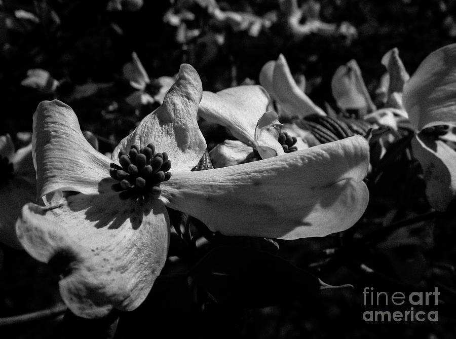 Dogwood Black and White #1 Photograph by Andrea Anderegg