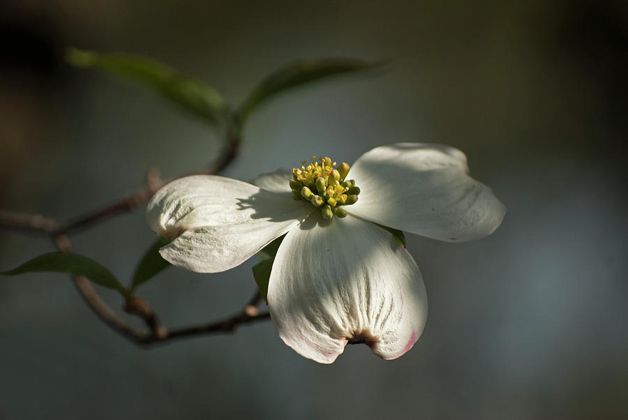 Dogwood Bloom #1 Photograph by Elsa Santoro