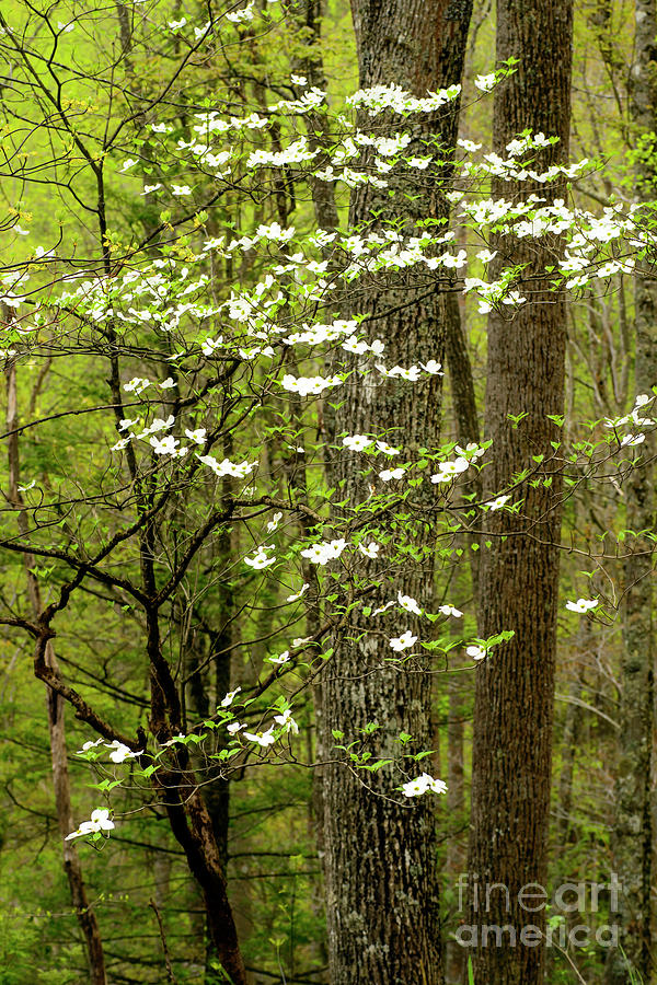 Dogwood Blooming in Forest #1 Photograph by Thomas R Fletcher