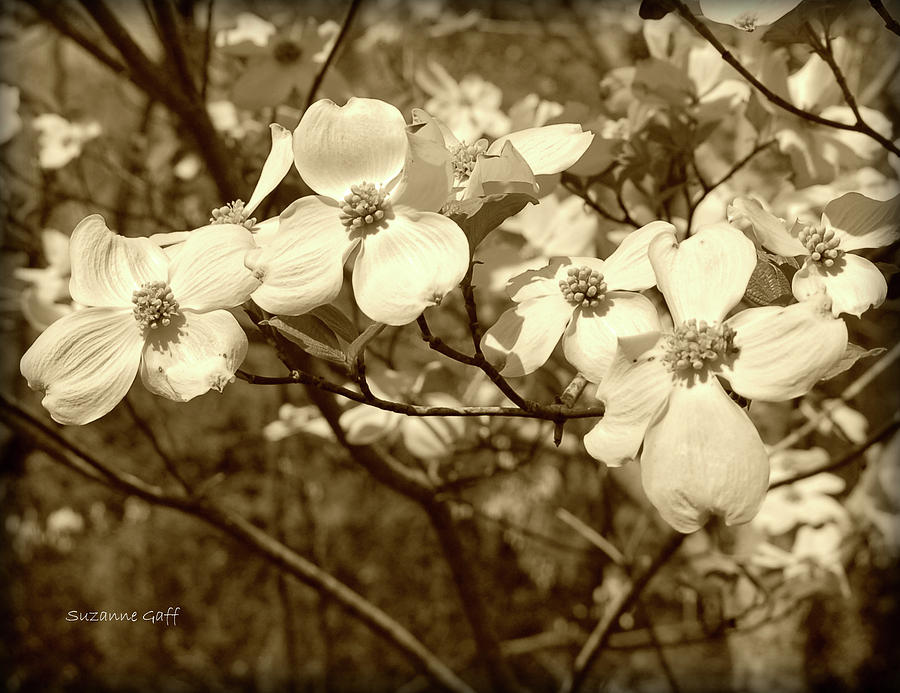 Dogwood Blooms in Sepia #1 Photograph by Suzanne Gaff
