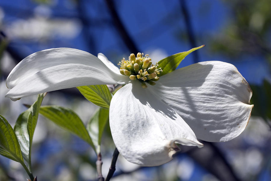 Dogwood Blossom #1 Photograph by Mary Haber