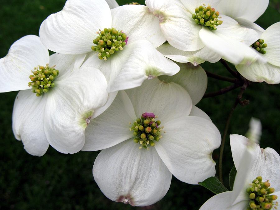 Dogwood Branch Photograph by Carol Sweetwood