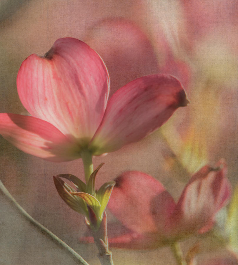 Dogwood Fantasy #2 Photograph by Angie Vogel