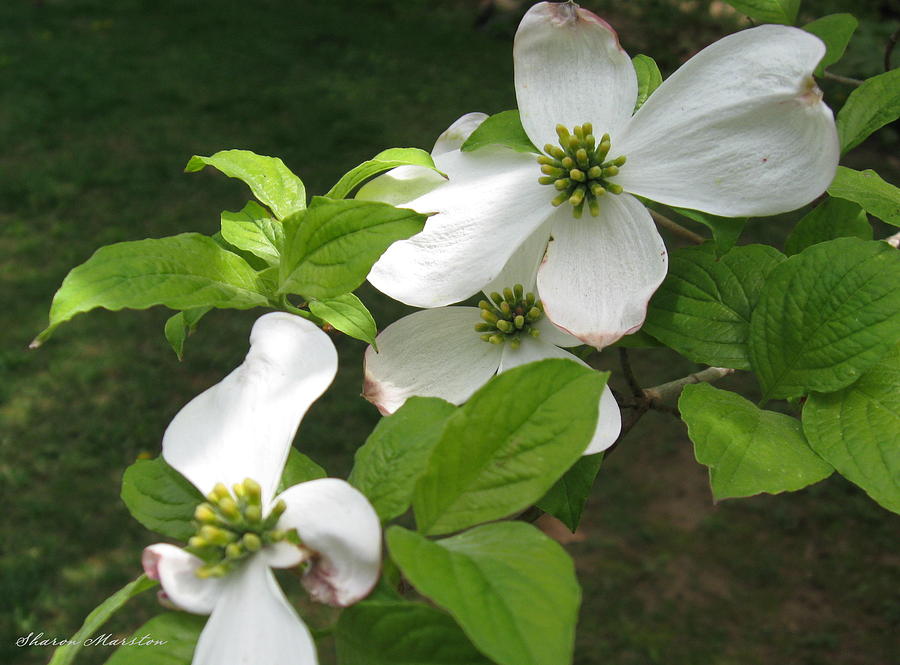 Dogwood Photograph by Sharon Marcella Marston - Fine Art America