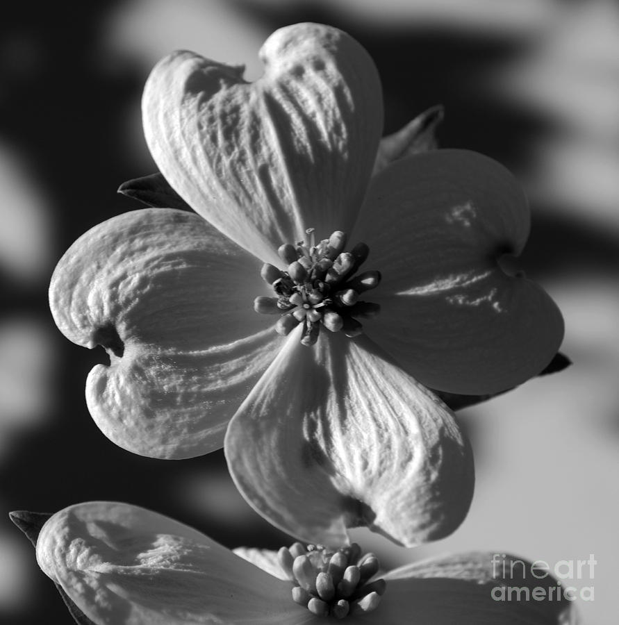 Dogwood #1 Photograph by Skip Willits