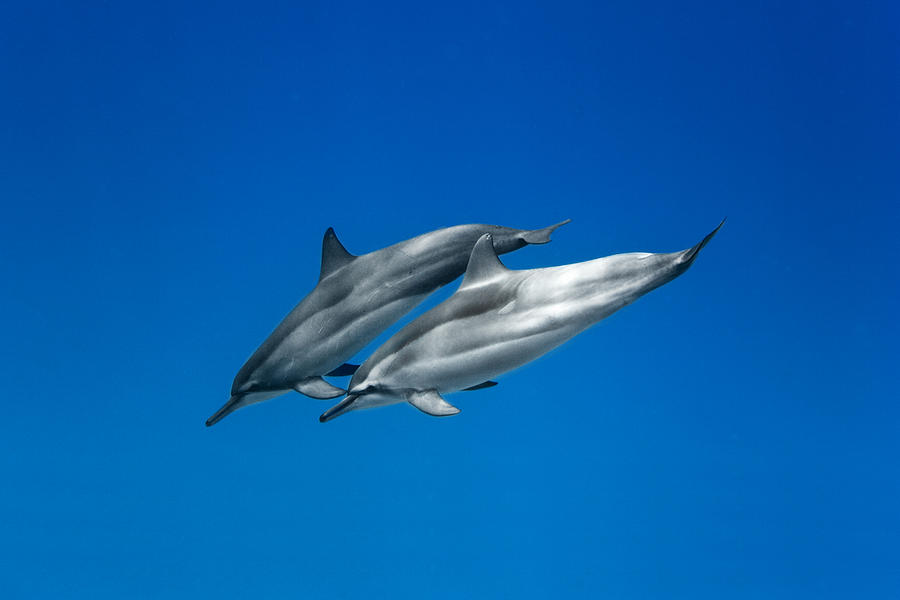 Nature Photograph - Dolphin Pair #1 by Sean Davey