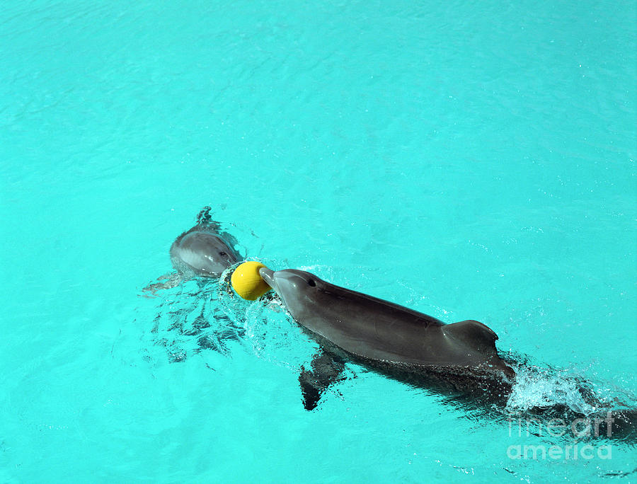 Dolphins Playing in Pool #1 Photograph by John Bowers