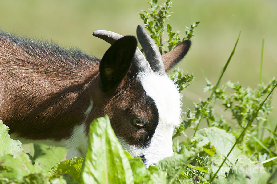 Domestic Pygmy Goat Photograph by Ilan Rosen - Fine Art America