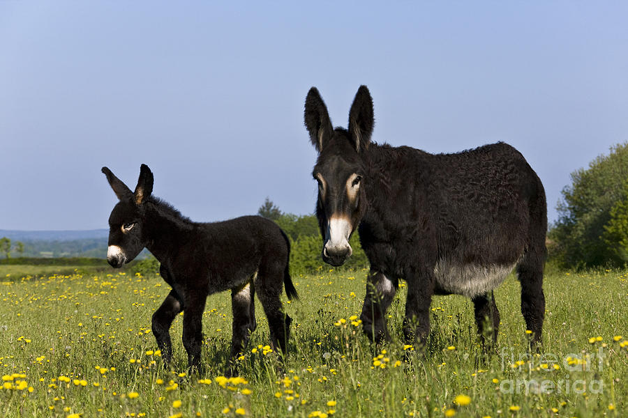 Donkey Photograph - Donkey And Foal #1 by Jean-Louis Klein & Marie-Luce Hubert