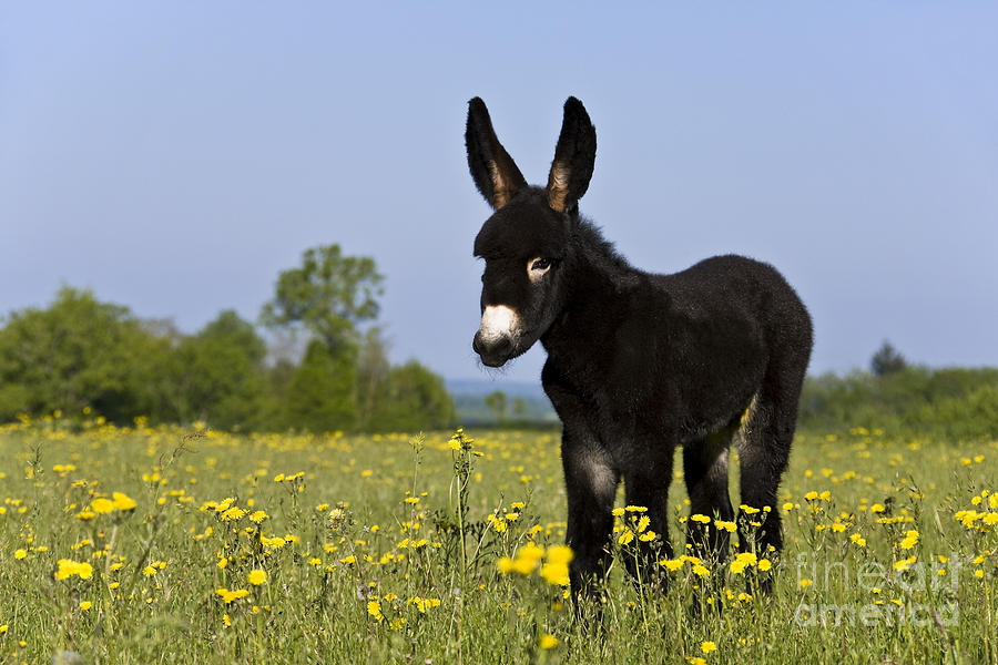 Donkey Photograph - Donkey Foal #1 by Jean-Louis Klein & Marie-Luce Hubert