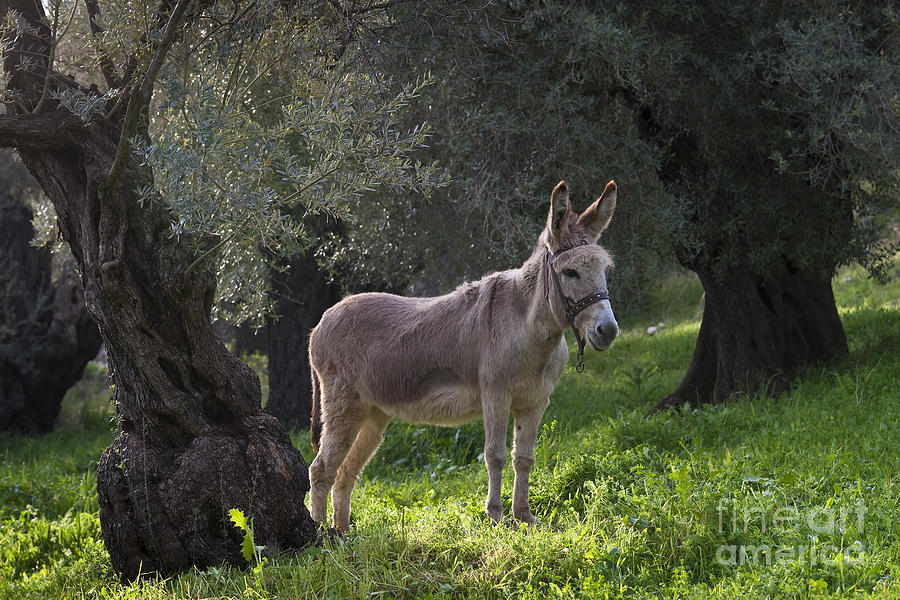 Donkey Photograph - Donkey In An Olive Grove #1 by Jean-Louis Klein & Marie-Luce Hubert