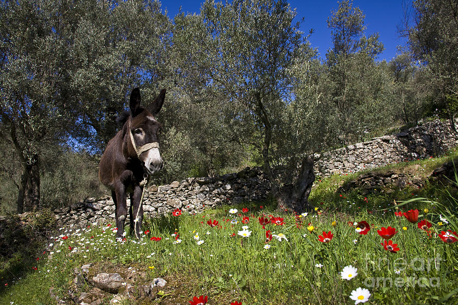 Donkey Photograph - Donkey In Greece #1 by Jean-Louis Klein & Marie-Luce Hubert
