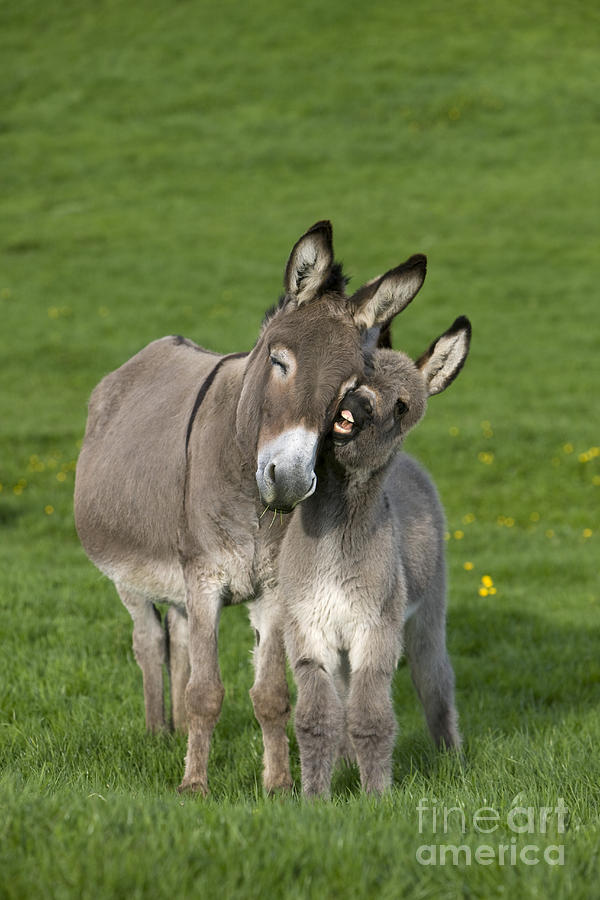 Donkey Photograph - Donkey Mother And Young #1 by Jean-Louis Klein and Marie-Luce Hubert