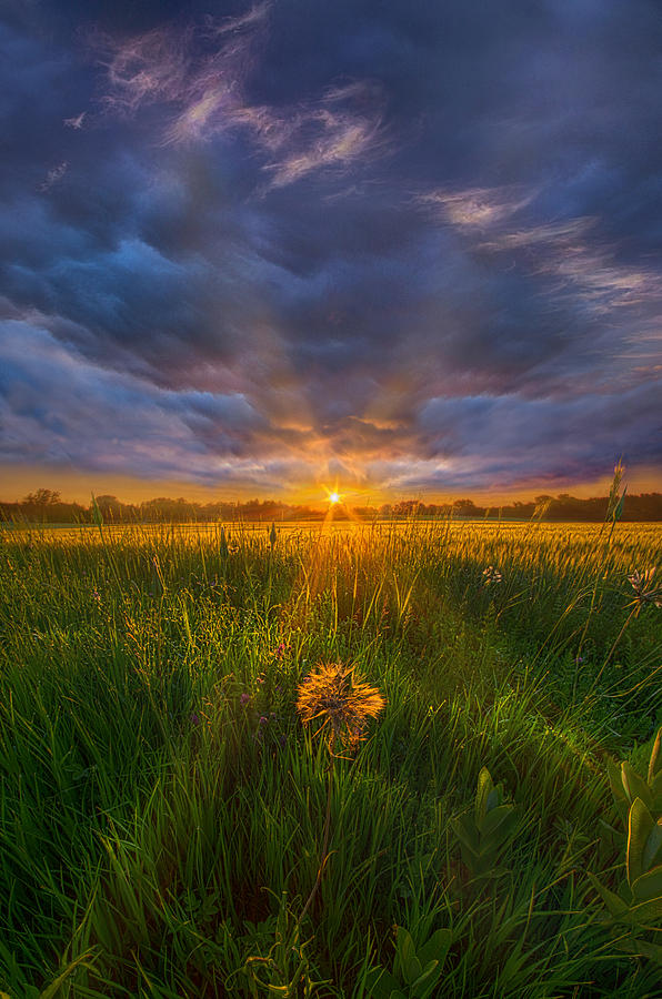 Flower Photograph - Dont Stop Believin #1 by Phil Koch