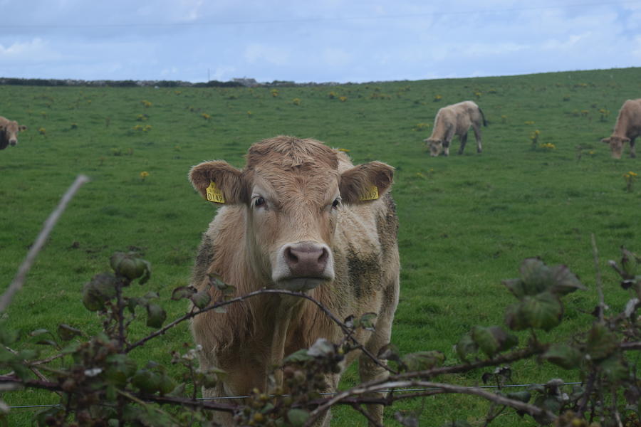Doolin Cow #1 Photograph by Curtis Krusie