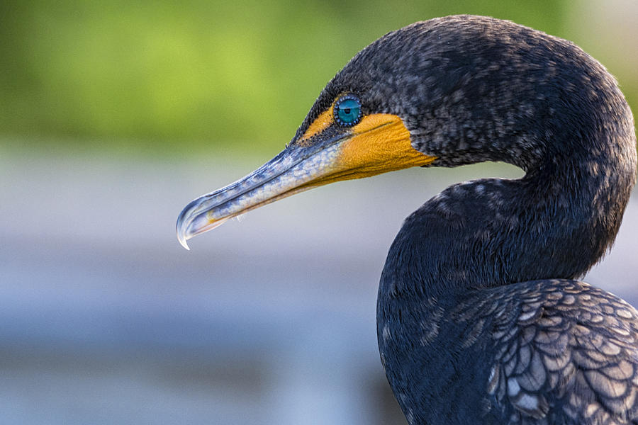 Bird Photograph - Double-crested Cormorant #1 by Saija Lehtonen