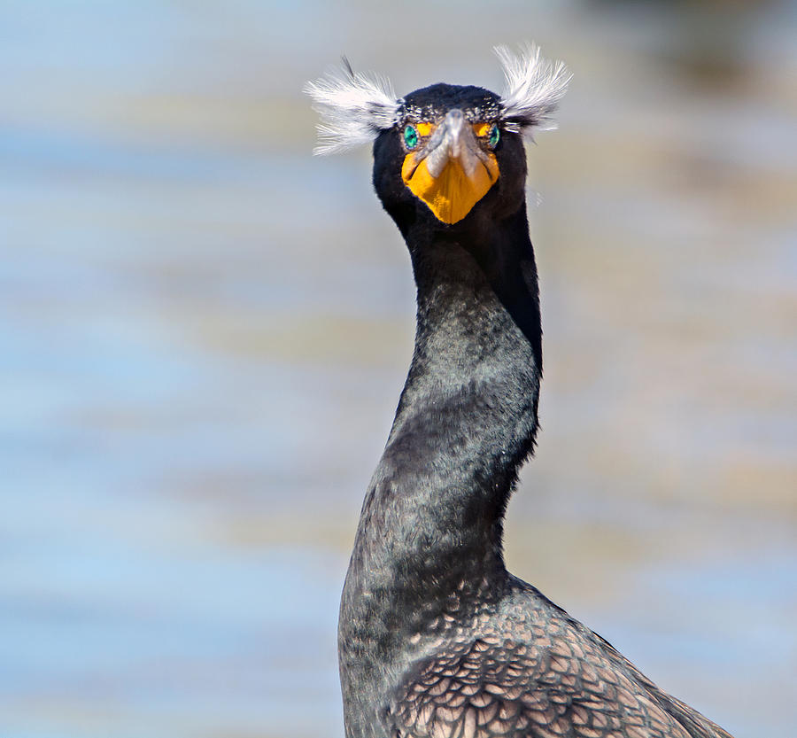 Double-crested Cormorant #1 Photograph by Tam Ryan