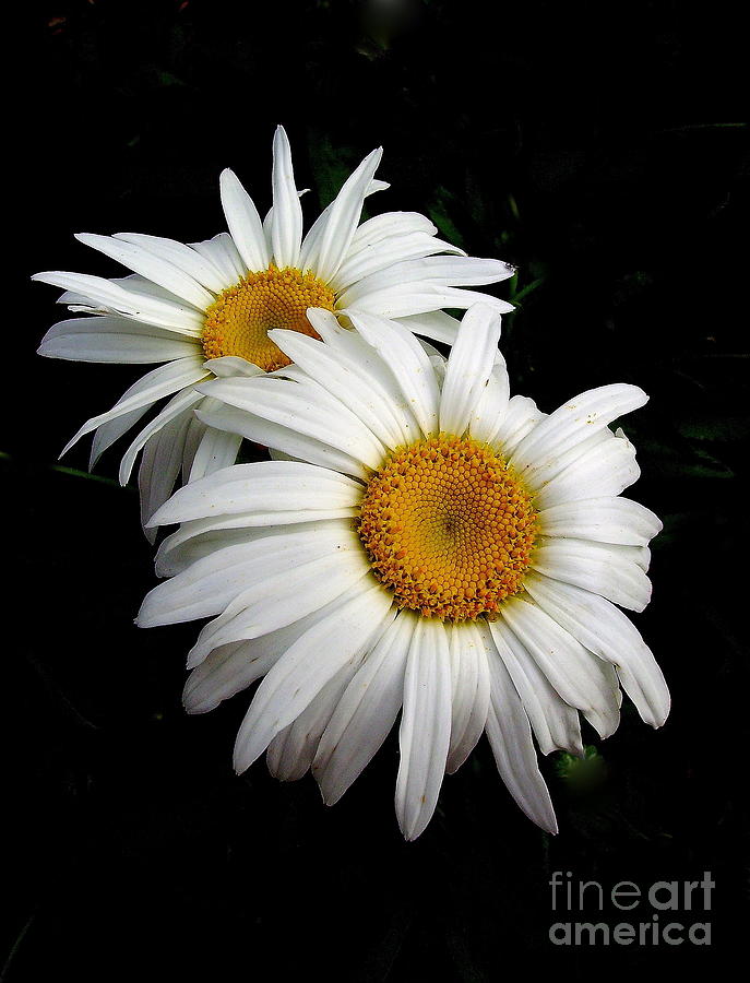 Double Daisy #2 Photograph by Marcia Lee Jones