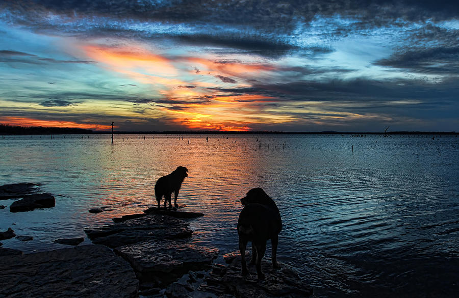 Animal Photograph - Double Dog Sunset #1 by Carolyn Fletcher