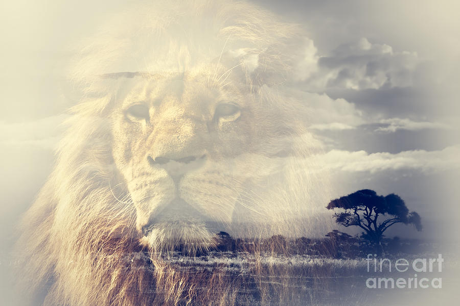 Double exposure of lion and Mount Kilimanjaro savanna landscape #1 Photograph by Michal Bednarek