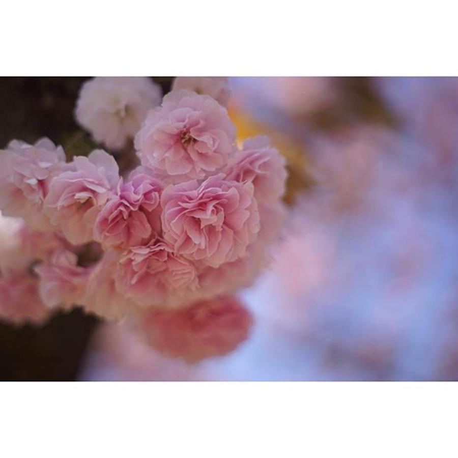 Spring Photograph - Double-flowered Cherry #1 by Yuka Uemura