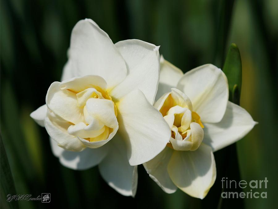 Double Gardenia Daffodil named Cheerfulness #2 Photograph by J McCombie