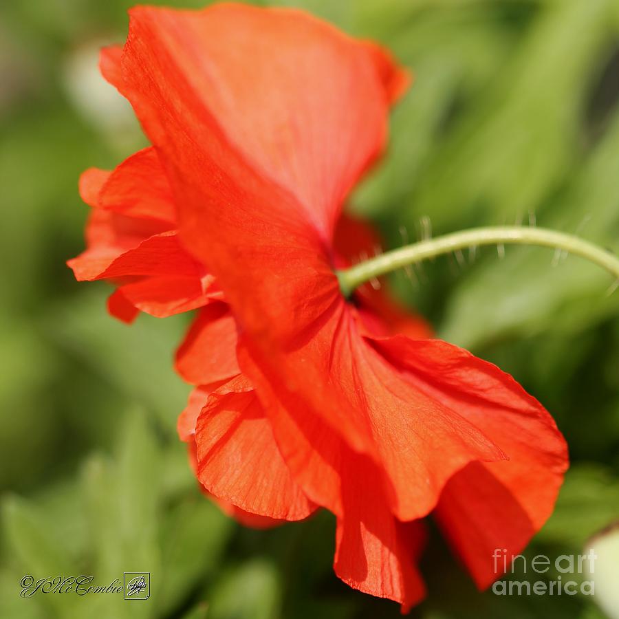 Double Orange Poppy from the Angels Choir Mix #5 Photograph by J McCombie