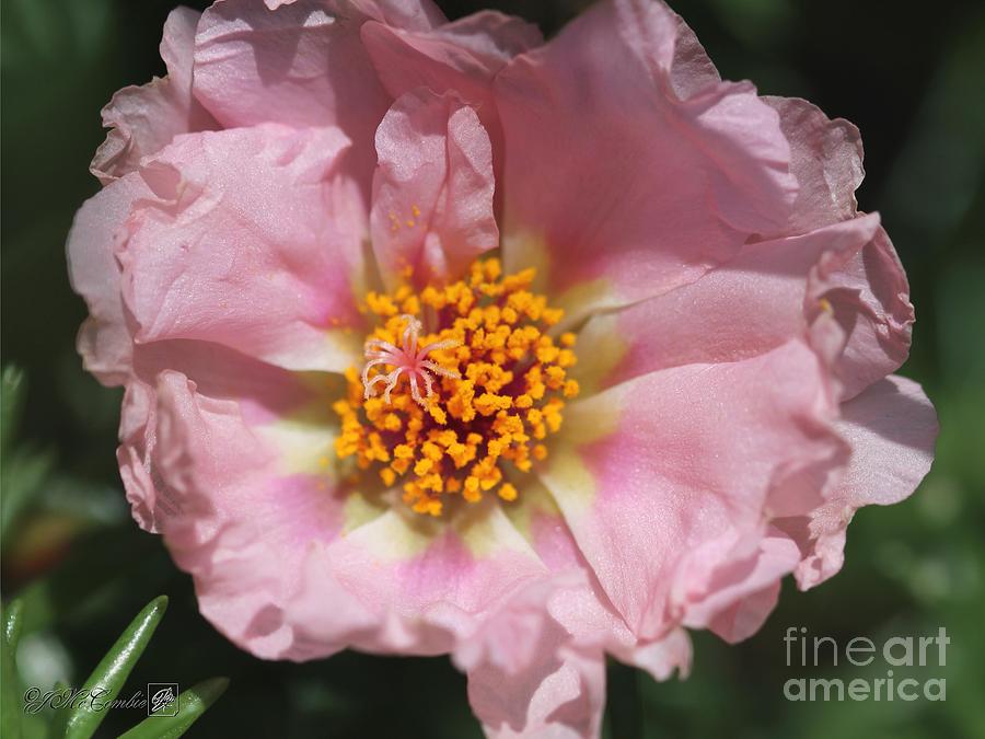 Double Portulaca in Warm Dusty Rose Pink #5 Photograph by J McCombie