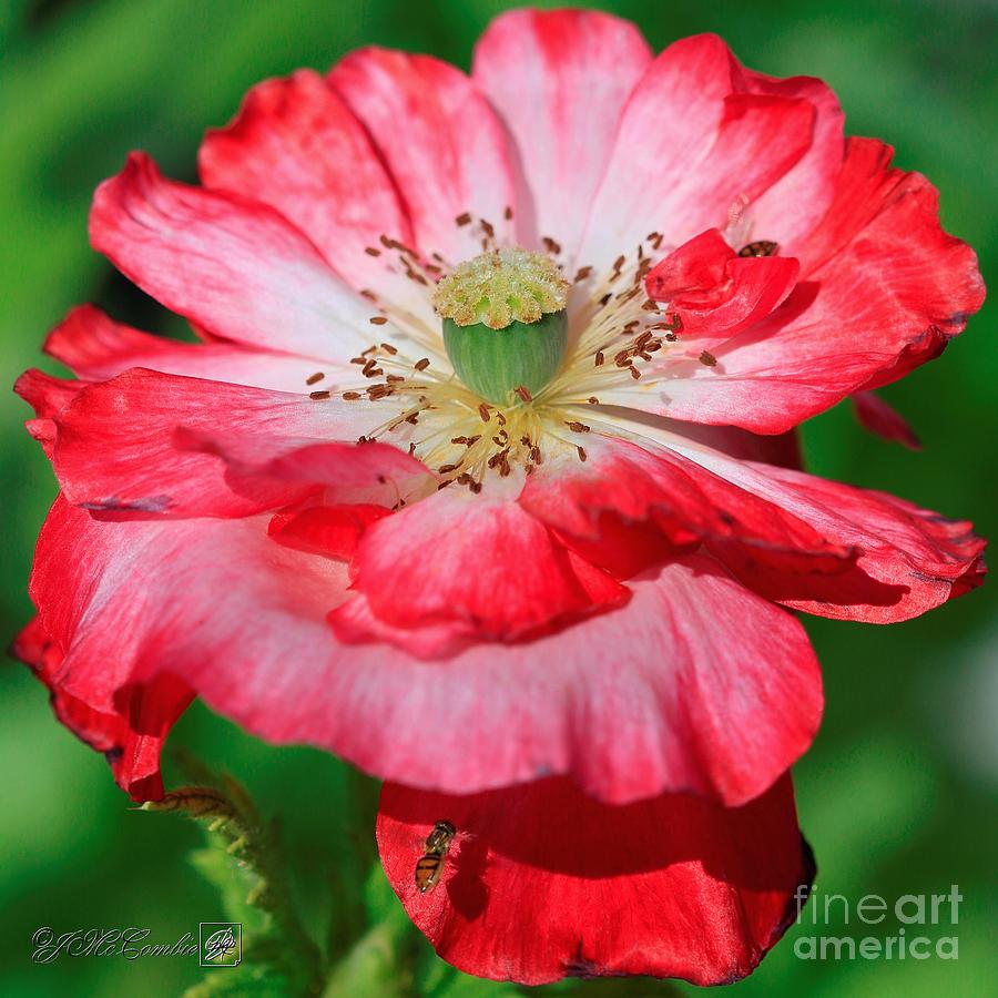 Double Red and White Poppy from the Garden Gnome Mix #5 Photograph by J McCombie