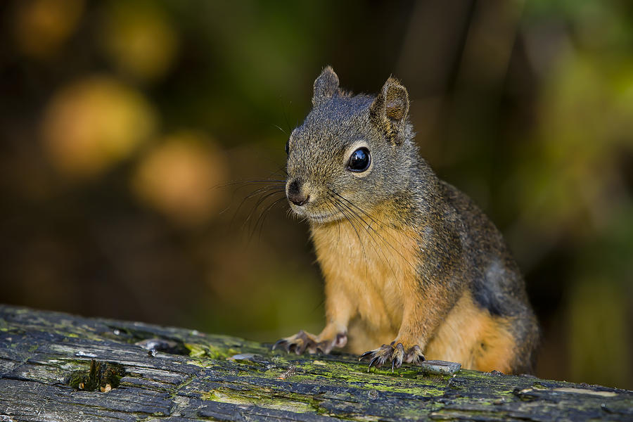 Wildlife Photograph - Douglas Squirrel #1 by Windy Corduroy