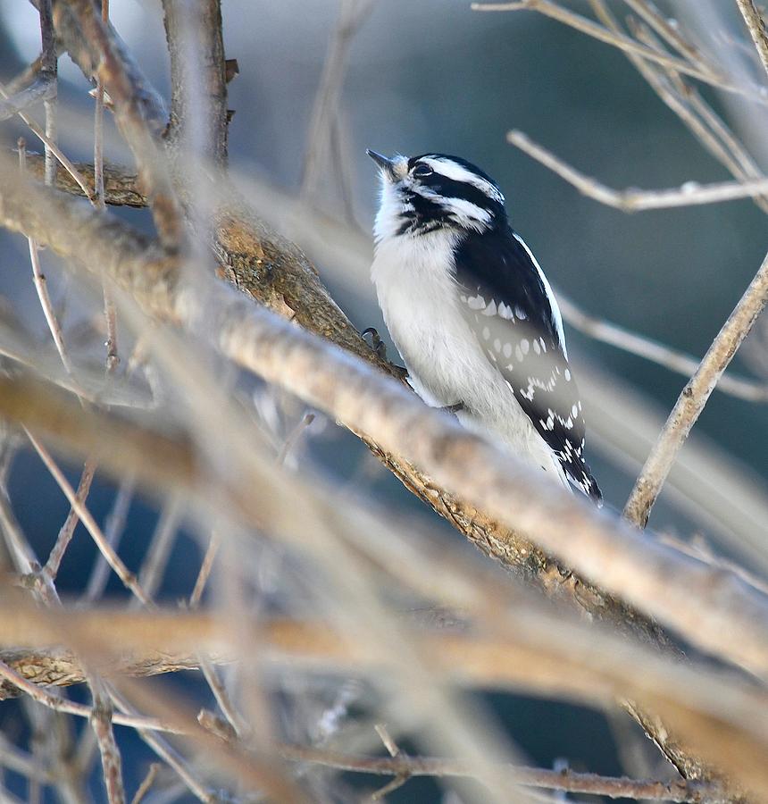 Downy Woodpecker #1 Photograph by Hella Buchheim