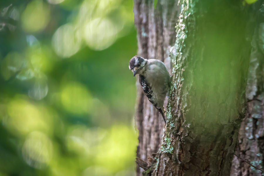 Downy Woodpecker In The Wild #1 Photograph by Alex Grichenko